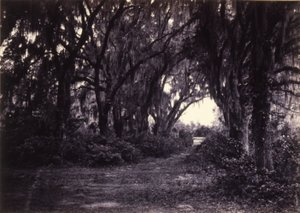 Bonaventure, Savannah, Georgia von George N. Barnard