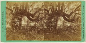 Lebende Eichen, Magnolia-Friedhof von George N. Barnard