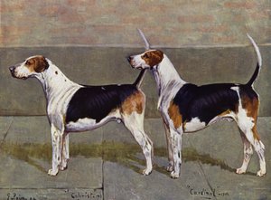 Die Puckeridge-Foxhounds Kolonist und Kardinal von George Paice