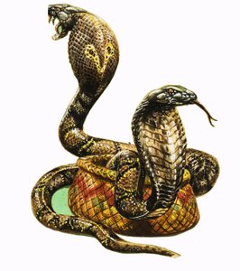 Königskobras von George R. Radcliffe
