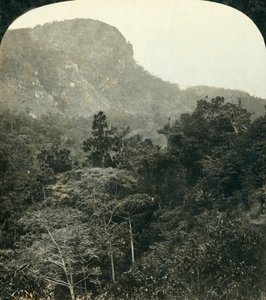 Tropische Vegetation in der Barron River Schlucht, Cairns, Queensland, Australien, ca. 1909