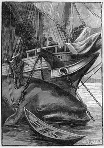Jules Vernes Roman „Die Geschichten von Jean-Marie Cabidoulin“ (1901), Hetzel-Sammlung / Außergewöhnliche Reisen, Illustration von George Roux. „Wal an Walfangschiff vertäut“ von George Roux