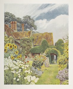 Cleeve Prior, Sonnenblumen, Illustration in 