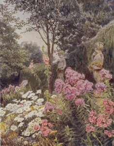 Phlox und Gänseblümchen