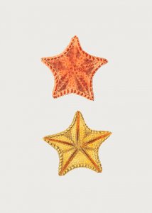 Geschnitzte Asterias von George Shaw