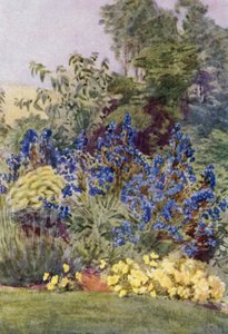 Anchusa Italica Dropmore Sorte, die Dropmore Alkanet, mit Clematis recta und Veilchen
