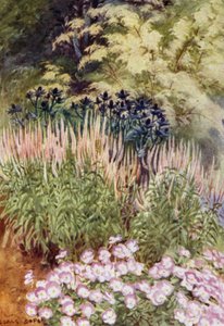 Veronica spicata rosea mit Eryngiums und Violas