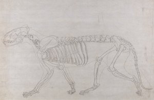 Vergleichende anatomische Darstellung des Aufbaus des menschlichen Körpers mit dem eines Tigers und eines gewöhnlichen Huhns: Tigerskelett, Seitenansicht von George Stubbs