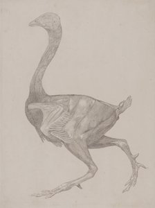Vergleichende anatomische Darstellung der Struktur des menschlichen Körpers mit der eines Tigers und eines gewöhnlichen Huhns: Hühnerkörper, Seitenansicht von George Stubbs