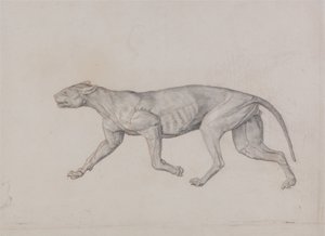 Vergleichende anatomische Darstellung der Struktur des menschlichen Körpers mit der eines Tigers und eines gewöhnlichen Huhns: Leopardenkörper, Seitenansicht von George Stubbs