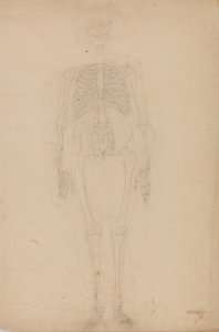 Vergleichende anatomische Darstellung der Struktur des menschlichen Körpers mit der eines Tigers und eines gewöhnlichen Vogels: Menschliches Skelett, Vorderansicht von George Stubbs