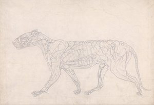 Vergleichende anatomische Darstellung der Struktur des menschlichen Körpers mit der eines Tigers und eines gewöhnlichen Vogels: Tiger, Seitenansicht von George Stubbs