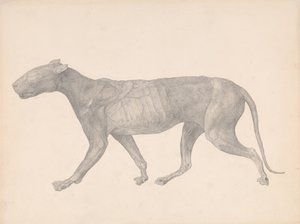 Vergleichende anatomische Darstellung der Struktur des menschlichen Körpers mit der eines Tigers und eines gewöhnlichen Huhns: Tiger, Seitenansicht, mit entfernter Haut und Gewebe von George Stubbs