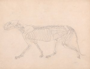 Vergleichende anatomische Darstellung der Struktur des menschlichen Körpers mit der eines Tigers und eines gewöhnlichen Huhns: Tigerkörper, Seitenansicht von George Stubbs