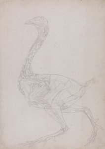 Vergleichende anatomische Darstellung der Struktur des menschlichen Körpers mit der eines Tigers und eines gewöhnlichen Huhns: Hühnerkörper, Seitenansicht (Umrisszeichnung, bezogen auf Tafel XV) von George Stubbs