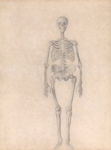 Vergleichende anatomische Darstellung der Struktur des menschlichen Körpers mit der eines Tigers und eines gewöhnlichen Huhns: Menschliches Skelett, Vorderansicht (Fertige Studie für Tafel I) von George Stubbs