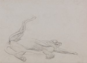 Vergleichende anatomische Darstellung der Struktur des menschlichen Körpers mit der eines Tigers und eines gewöhnlichen Huhns: Tigerkörper, liegend, ventral betrachtet von George Stubbs