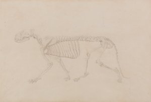 Vergleichende anatomische Darstellung der Struktur des menschlichen Körpers mit der eines Tigers und eines gewöhnlichen Huhns: Tigerskelett, Seitenansicht (Hochwertige Studie für Tafel IV) von George Stubbs