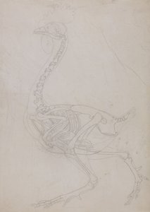 Ein vergleichender anatomischer Exposition der Struktur des menschlichen Körpers mit der eines Tigers und eines gewöhnlichen Huhns: Hühnerskelett, Seitenansicht (Umrisszeichnung) von George Stubbs