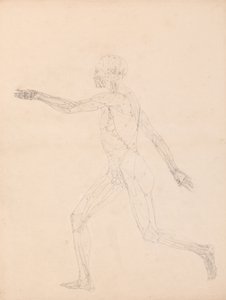Vergleichende anatomische Darstellung der Struktur des menschlichen Körpers mit der eines Tigers und eines gewöhnlichen Huhns: Menschliche Figur, Seitenansicht von George Stubbs