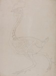 Vergleichende anatomische Darstellung der Struktur des menschlichen Körpers mit der eines Tigers und eines gewöhnlichen Huhns: Hühnerskelett, Seitenansicht von George Stubbs