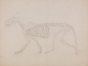 Vergleichende anatomische Darstellung des menschlichen Körpers mit einem Tiger und einem Haushuhn: Tigerskelett, Seitenansicht von George Stubbs