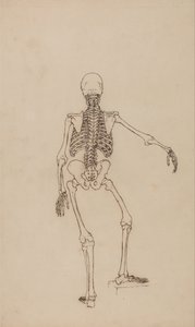 Vergleichende anatomische Darstellung der Struktur des menschlichen Körpers mit der eines Tigers und eines gewöhnlichen Huhns: Menschliches Skelett, Rückansicht von George Stubbs
