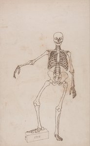 Vergleichende anatomische Darstellung der Struktur des menschlichen Körpers mit der eines Tigers und eines gewöhnlichen Huhns: Menschliches Skelett, Vorderansicht von George Stubbs