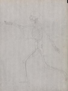 Vergleichende anatomische Darstellung der Struktur des menschlichen Körpers mit der eines Tigers und eines gewöhnlichen Vogels: Menschliche Figur, Seitenansicht von George Stubbs