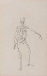 Vergleichende anatomische Darstellung der Struktur des menschlichen Körpers mit der eines Tigers und eines gewöhnlichen Huhns: Menschliches Skelett, Rückansicht (rechter Arm ausgestreckt) von George Stubbs