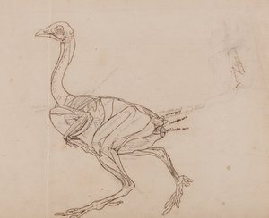 Vergleichende anatomische Darstellung der Struktur des menschlichen Körpers mit der eines Tigers und eines gewöhnlichen Huhns: Dorking-Hühnerkörper, Seitenansicht (Umrisszeichnung der Muskeln) von George Stubbs