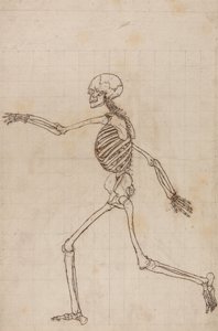 Vergleichende anatomische Darstellung der Struktur des menschlichen Körpers mit der eines Tigers und eines gewöhnlichen Huhns: Menschliches Skelett, Seitenansicht von George Stubbs
