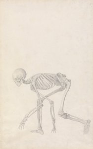 Vergleichende anatomische Darstellung der Struktur des menschlichen Körpers mit der eines Tigers und eines gewöhnlichen Huhns: Menschliches Skelett, Seitenansicht (in hockender Haltung) von George Stubbs