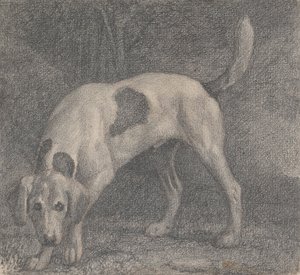 Ein Fuchshund auf der Fährte