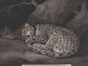 Ein schlafender Leopard