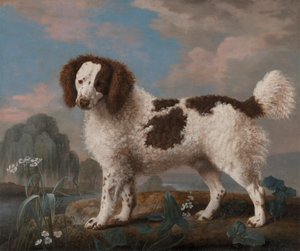 Brauner und weißer Norfolk- oder Wasserspaniel