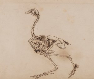 Dorking-Huhn-Skelett, Seitenansicht (Wahrscheinlich vorbereitet für eine unveröffentlichte Schlüsselfigur)