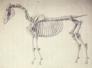 Fünfter Anatomietisch, aus 