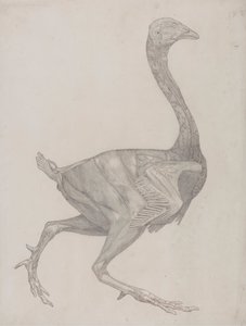 Vogelkörper, Seitenansicht (Wahrscheinlich zur Übertragung auf die Platte für die Gravur von Tafel XV vorbereitet)