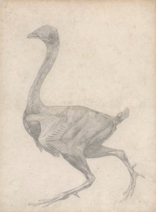 Vogel, Seitenansicht, mit entfernter Haut und darunterliegenden Faszienschichten (Fertige Studie für Tafel XV)