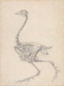 Vogelskelett, Seitenansicht (Fertige Studie für Tabelle V)