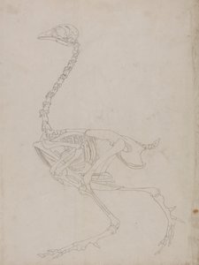 Vogelskelett, Seitenansicht (Umrisszeichnung des Skeletts)