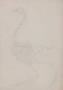 Vogelskelett, Seitenansicht von George Stubbs