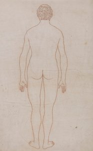 Menschlicher Körper, Rückansicht (Umrisszeichnung für Tafel VII)