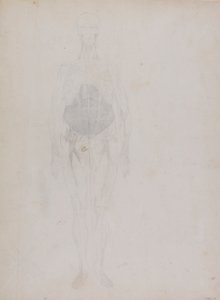 Menschliche Figur, Vorderansicht (größtenteils in Umrissen)