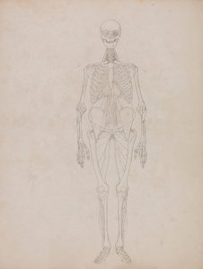 Menschliche Figur, Vorderansicht (Umrissfigur)