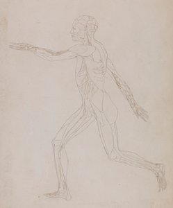 Menschliche Figur, Seitenansicht (Bezogen auf Tafel XIII, detaillierte Studie der Blutgefäße, die die Muskeln versorgen)