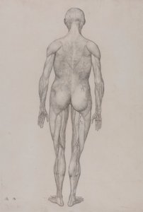 Menschliche Figur, Rückansicht (Fast identisch mit der fertigen Zeichnung für Tafel XII)