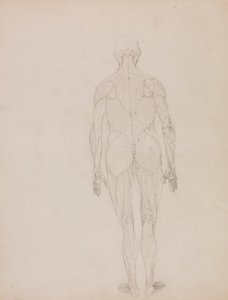 Menschliche Figur, Rückansicht (Umrisszeichnung für Schlüsselfigur zu Tafel XII)