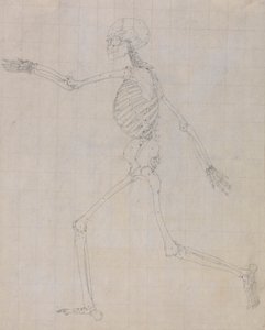 Menschliches Skelett, Seitenansicht (Umriss des Skeletts für die Schlüsselfigur zu Tabelle III)